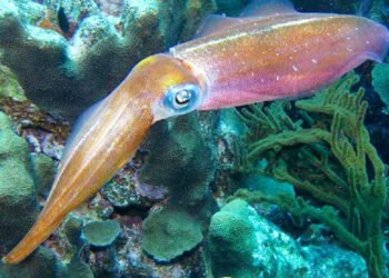 Dal Giappone il primo sistema di allevamento di calamari