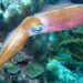 Dal Giappone il primo sistema di allevamento di calamari
