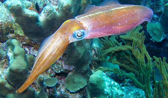 Dal Giappone il primo sistema di allevamento di calamari