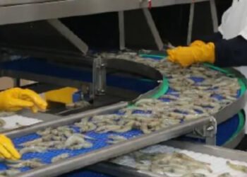 Entro il 2027 l'Ecuador produrrà di 2,5mil di tonnellate di gambero