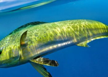 Il controllo delle acque di Acciaroli e la tutela della pesca sostenibile
