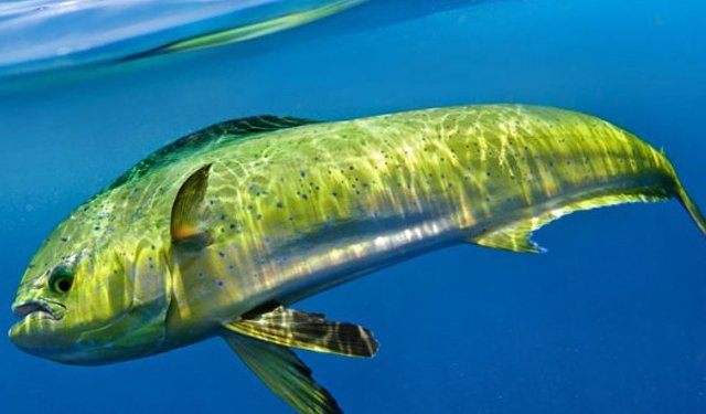 Il controllo delle acque di Acciaroli e la tutela della pesca sostenibile