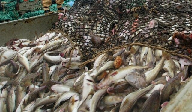 Mar Baltico. La Commissione propone possibilità di pesca per il 2023