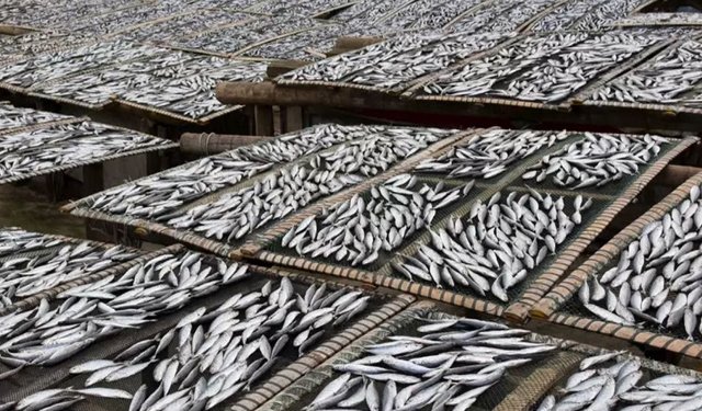 Massimo storico in India per esportazioni di pesca e acquacoltura