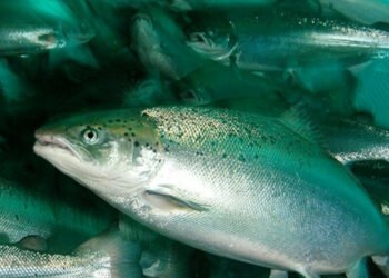 Nuovi regolamenti in Norvegia per fermare le fughe dagli allevamenti