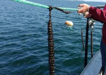 Orti di mare, una tendenza in crescita in Danimarca