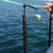 Orti di mare, una tendenza in crescita in Danimarca