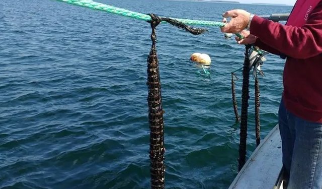 Orti di mare, una tendenza in crescita in Danimarca