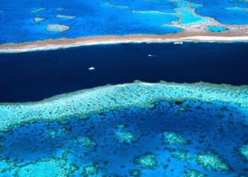 Segni di recupero per la Grande Barriera Corallina australiana 