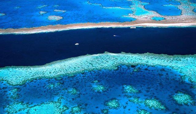 Segni di recupero per la Grande Barriera Corallina australiana