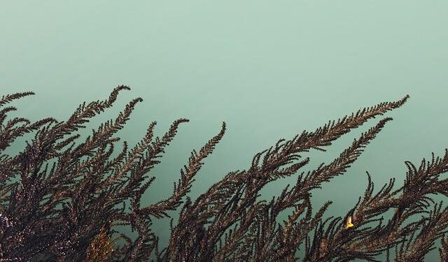 Il ruolo degli animali marini nella fecondazione algale: lo studio