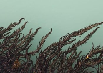 Il ruolo degli animali marini nella fecondazione algale: lo studio