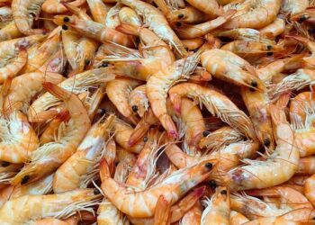 Creare cemento più forte dai gusci dei gamberi