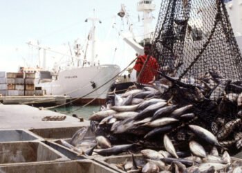 Approvate linee guida sul trasbordo contro la pesca INN