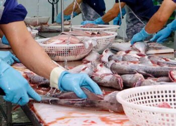 Il Vietnam aggiunge valore alla sua produzione ittica