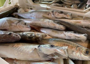 Il pescato ibleo vola a Torino per il Salone del Gusto