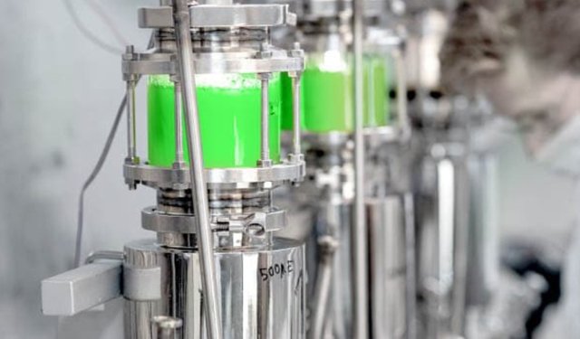 In Israele un impianto per la produzione di proteine ​​da microalghe