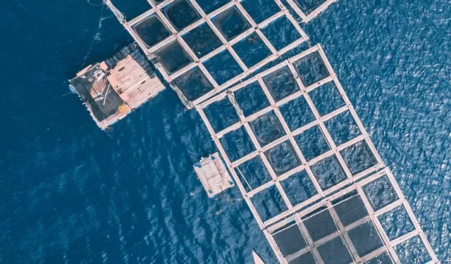 Inalve. Soluzione efficace per allevamento larve in acquacoltura