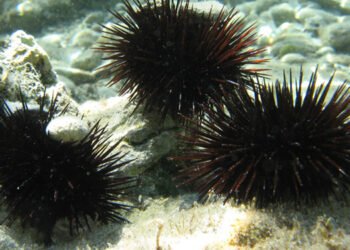 La FAO a Procida per diffondere l’allevamento di alghe e ricci di mare