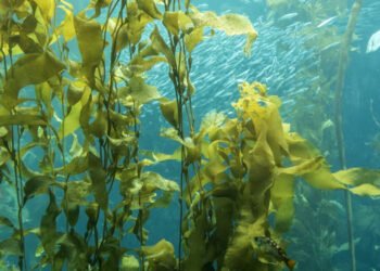 La Norvegia classifica le alghe come prodotto ittico