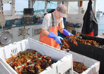 L'astice americano nella "lista rossa" di Seafood Watch