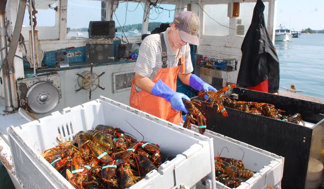 L'astice americano nella "lista rossa" di Seafood Watch