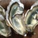 Le ostriche di Marennes Oleron conquistano i mercati asiatici