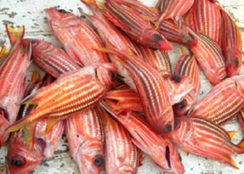 Le specie invasive stanno alterando la natura del Mar Mediterraneo 