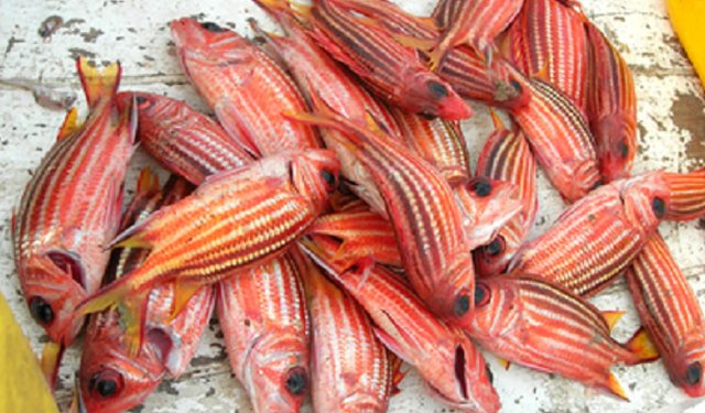 Le specie invasive stanno alterando la natura del Mar Mediterraneo 