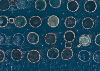 Nel 2021 l'acquacoltura greca ha registrato vendite record