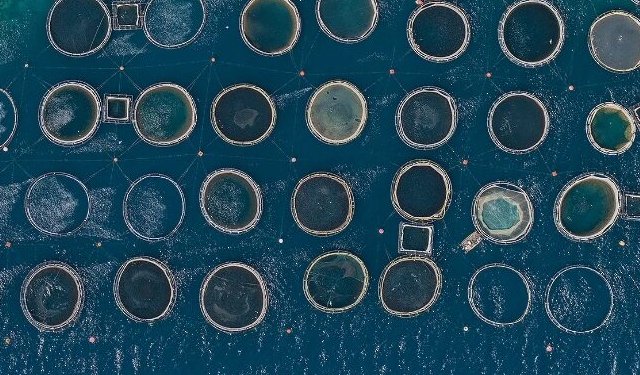 Nel 2021 l'acquacoltura greca ha registrato vendite record