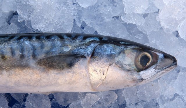 Prodotti ittici: alto beneficio nutritivo a basso impatto ambientale