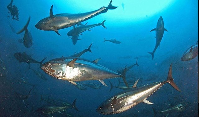 Prorogato di sei mesi l'accordo di pesca UE-Mauritius 