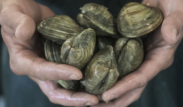 Recuperata la vongola della Baia di Shinncock