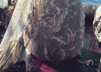 Scienziati chiedono divieto di metodi di pesca distruttivi nelle AMP