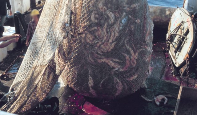 Scienziati chiedono divieto di metodi di pesca distruttivi nelle AMP