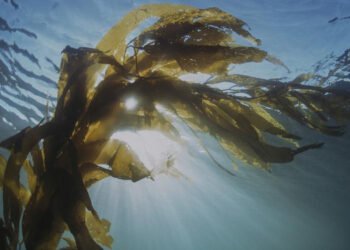 Alghe. In UE urge un piano di gestione in linea con l'ambiente 