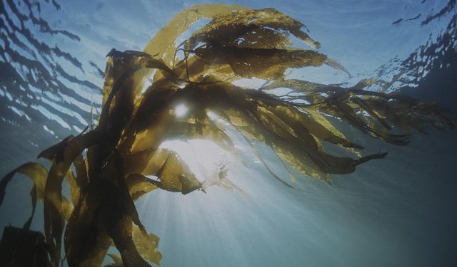 Alghe. In UE urge un piano di gestione in linea con l'ambiente 