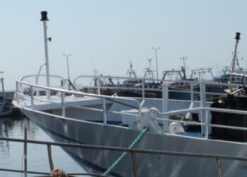 Alleanza Cooperative, prorogata al 30 novembre scadenza contratti di filiera