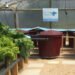 Aquaponics Iberia cresce grazie a BlueInvest