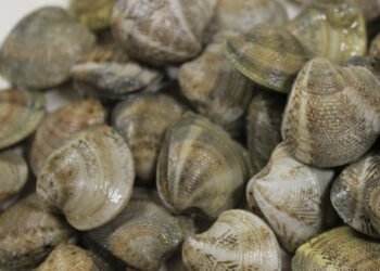 Continua la battaglia italiana per la proroga alla taglia minima vongole