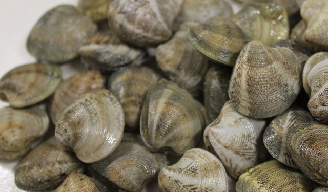 Continua la battaglia italiana per la proroga alla taglia minima vongole