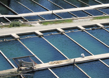 Investment opportunities in fish farming in Egypt 