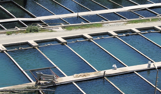 Investment opportunities in fish farming in Egypt
