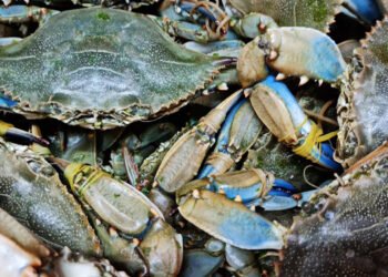 Granchio blu: Coldiretti, serve commissario straordinario