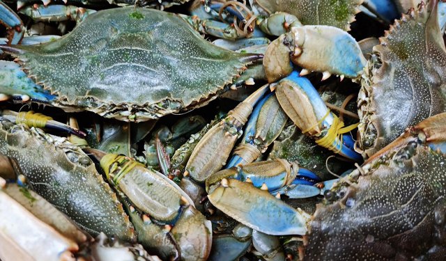 Granchio blu: Coldiretti, serve commissario straordinario