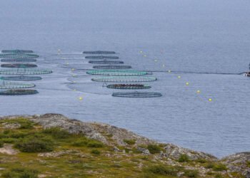 Il PE sollecita lo sviluppo di un'acquacoltura sostenibile in Ue