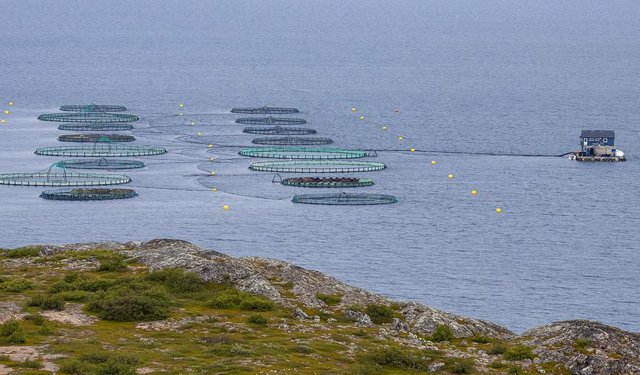 Il PE sollecita lo sviluppo di un'acquacoltura sostenibile in Ue