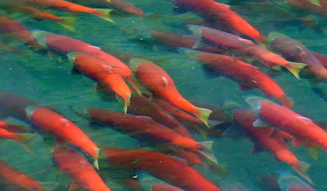 In Alaska stagione record per il salmone rosso selvatico