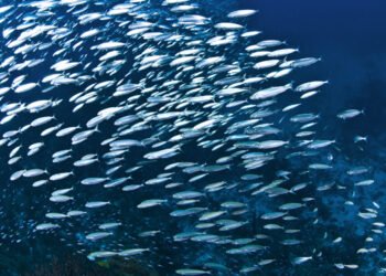 La CE ha adottato la proposta su possibilità di pesca nel Mediterraneo e nel Mar Nero